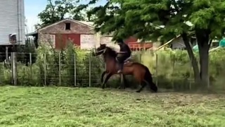 Horse joins WWE