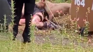 British guy mauled by Bully XL dogs