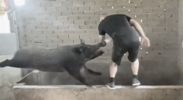 ANIMALS FUCKING HATE US: VOLUME 310