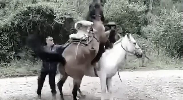ANIMALS FUCKING HATE US: VOLUME 311