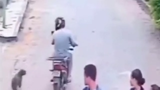 Dog distraction