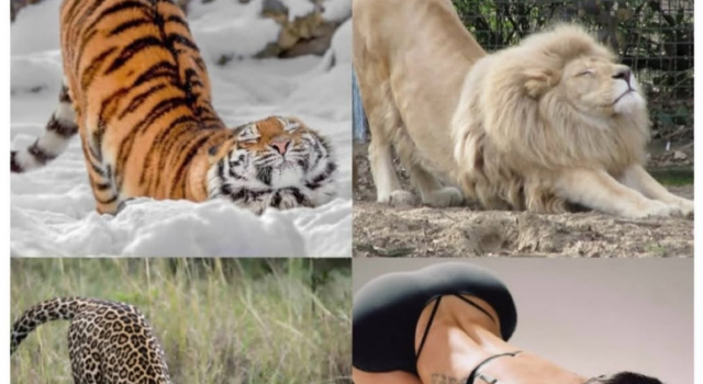 Animal Movement