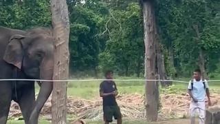 Slapped by a Elephant